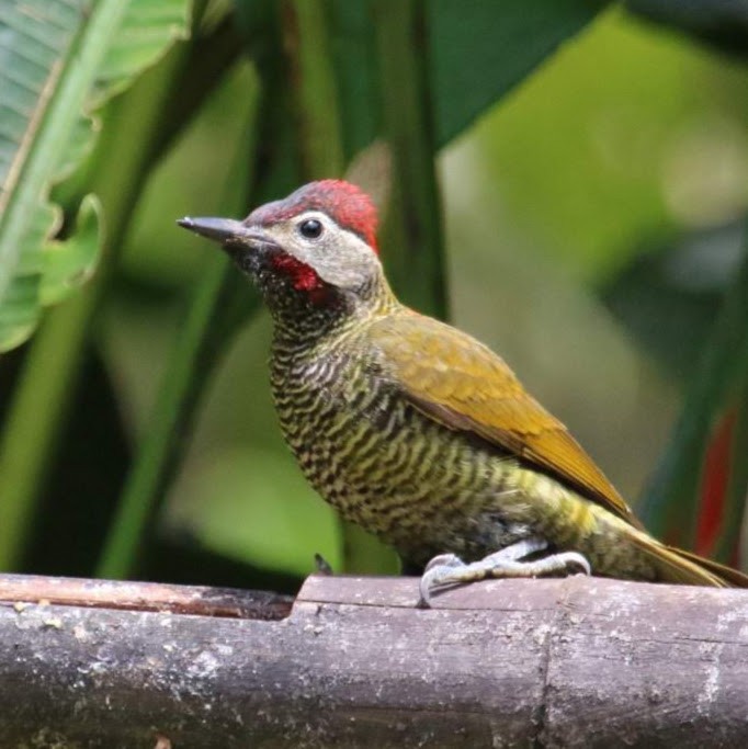 Golden-olive Woodpecker - ML610606764