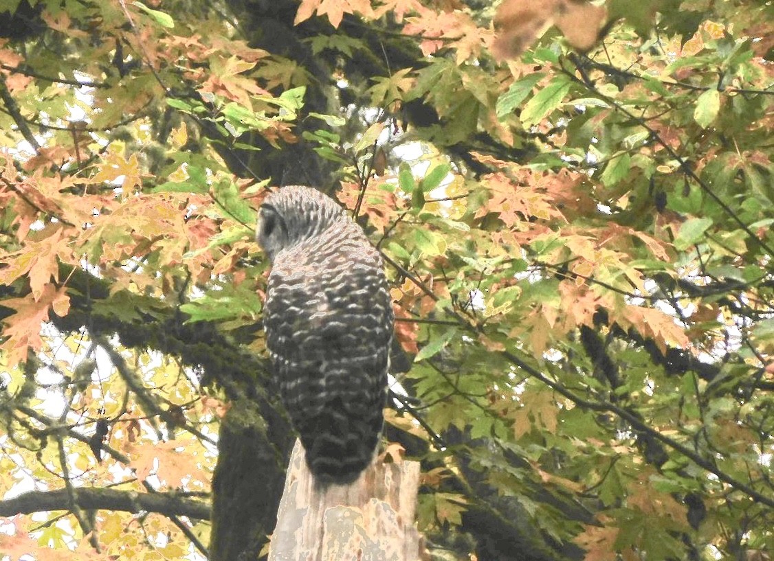 Barred Owl - ML610606781