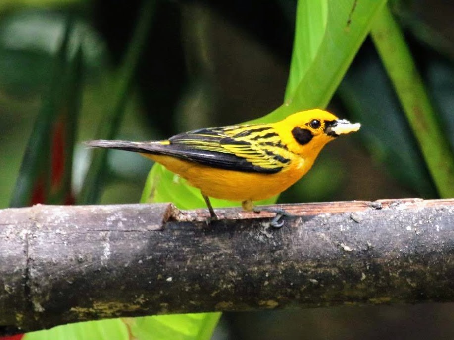 Golden Tanager - ML610606803