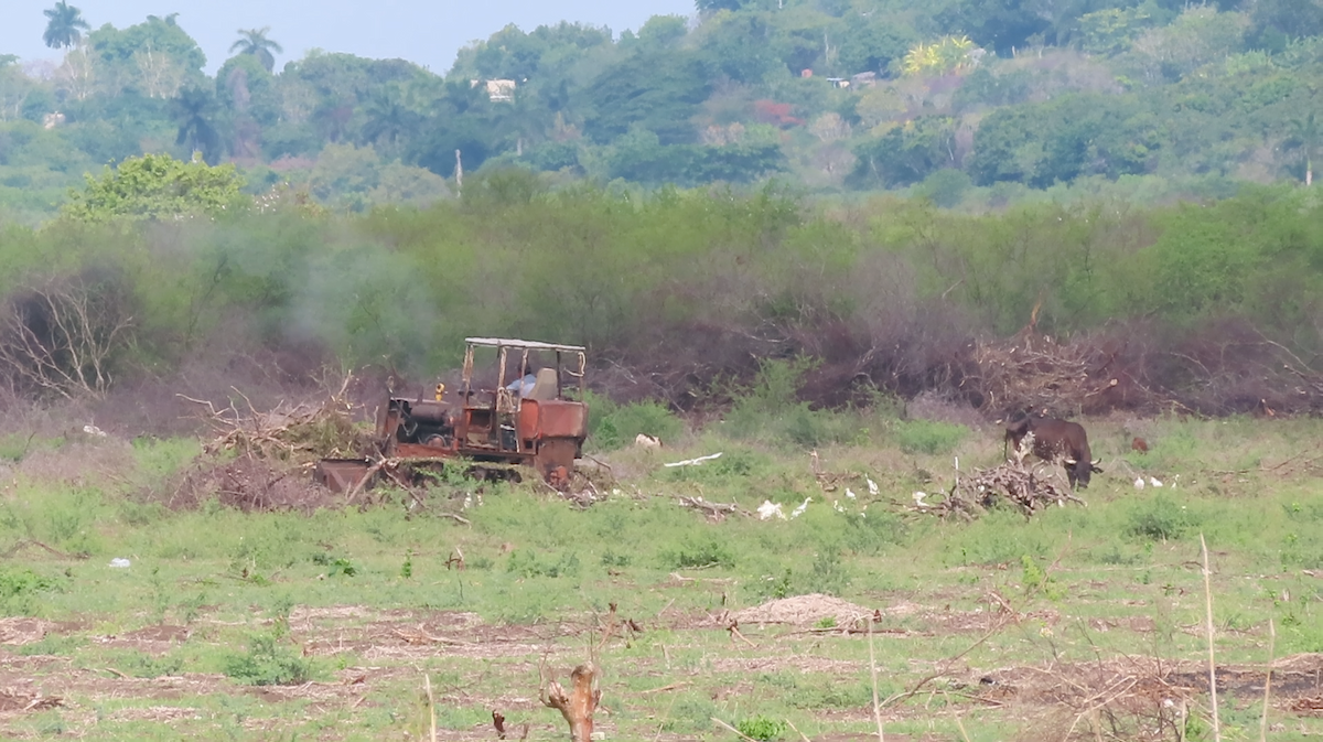 Western Cattle-Egret - ML610606818