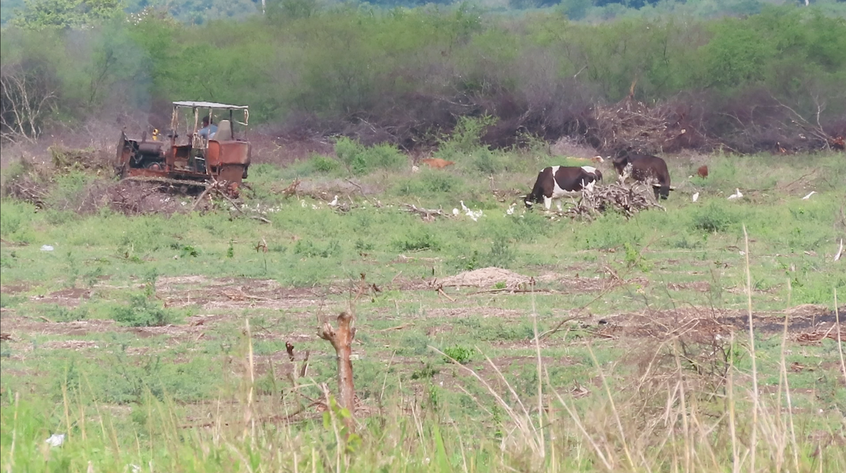 Western Cattle-Egret - ML610606875