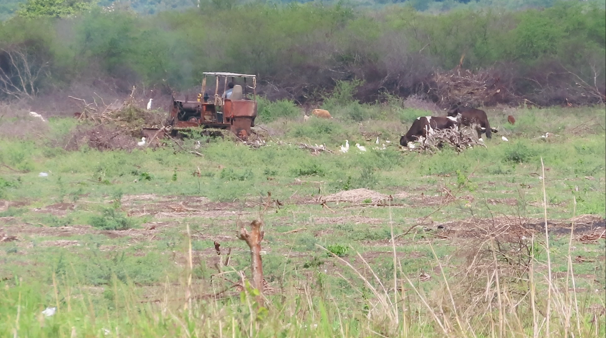 Western Cattle-Egret - ML610606876