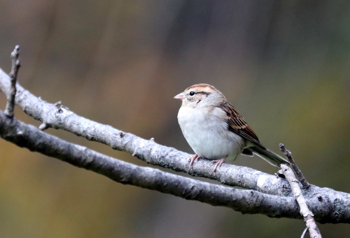 Chipping Sparrow - ML610606880