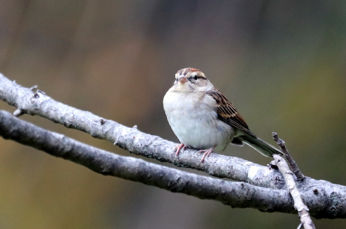 Chipping Sparrow - ML610606887