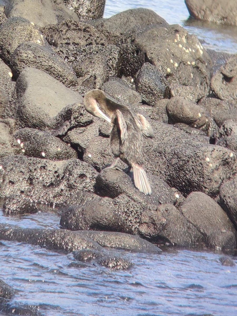 Galapagos Karabatağı - ML610606893