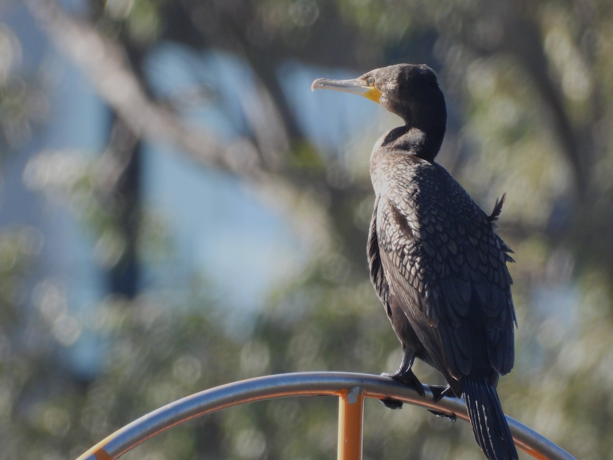 Great Cormorant - ML610606925