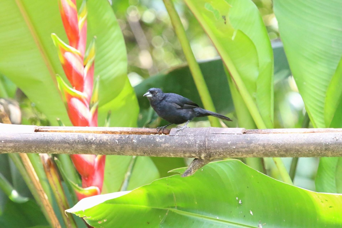 White-lined Tanager - ML610606932