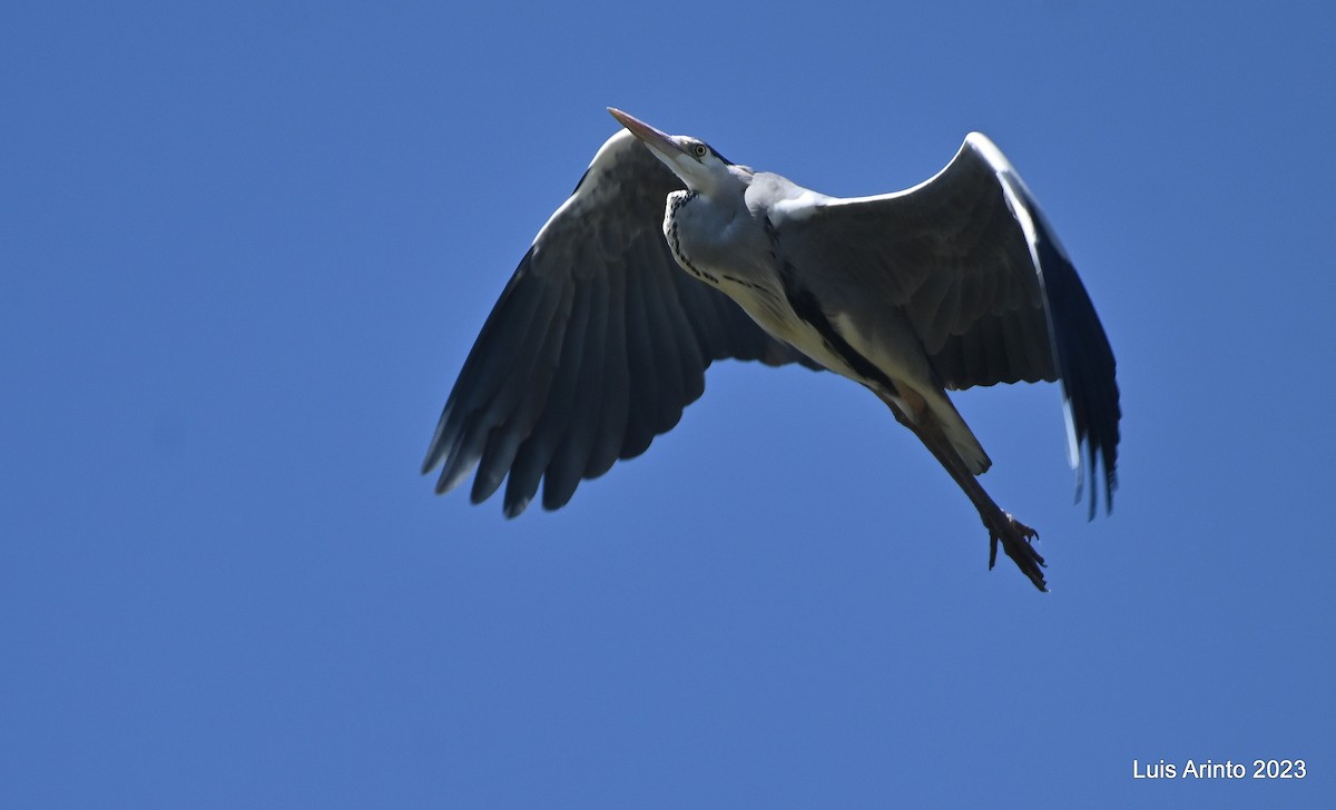 Gray Heron - ML610606939