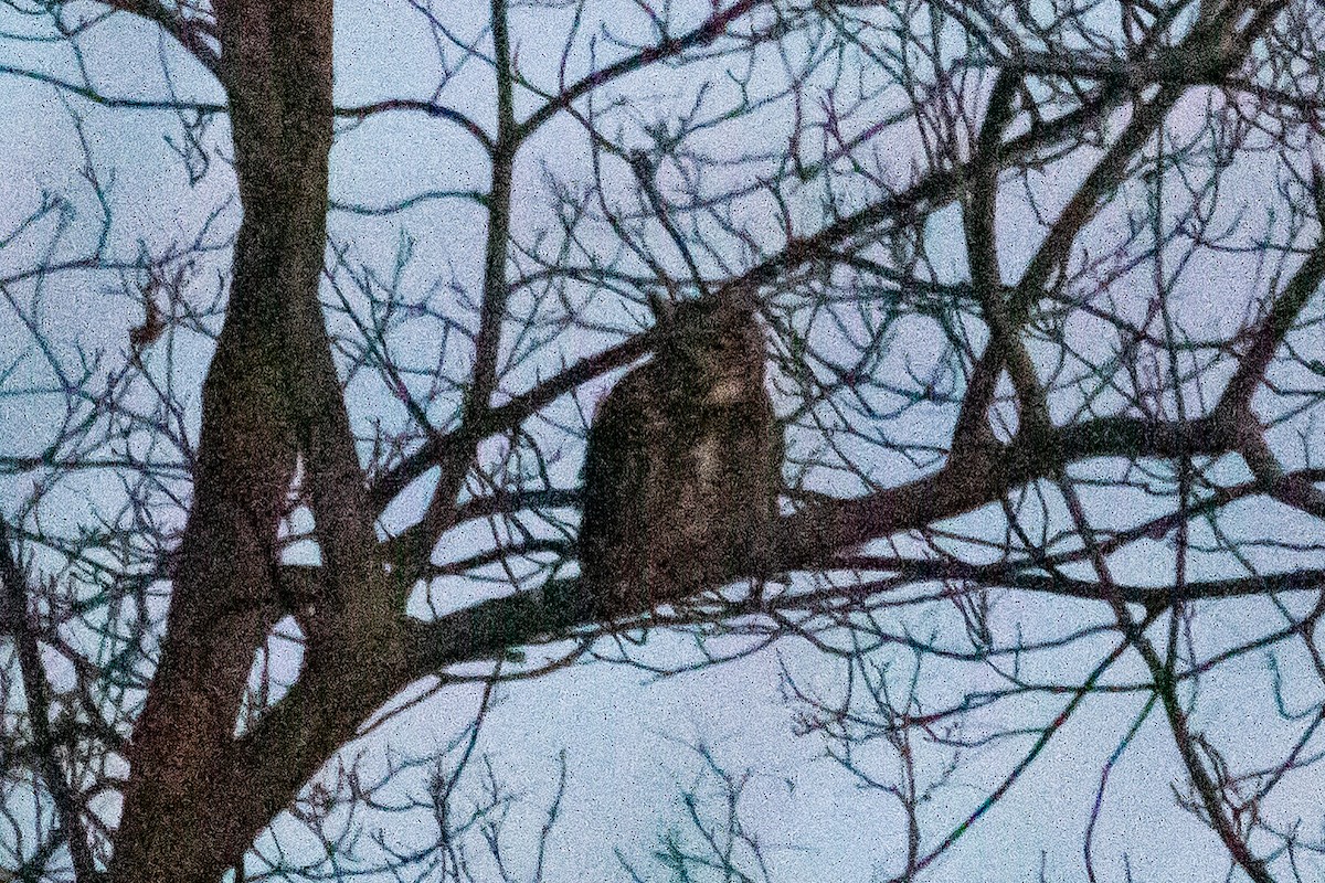 Great Horned Owl - ML610606961