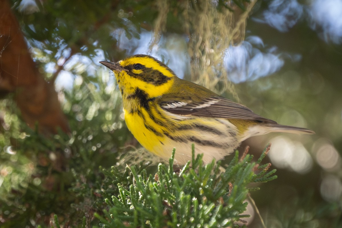 Townsend's Warbler - ML610606999