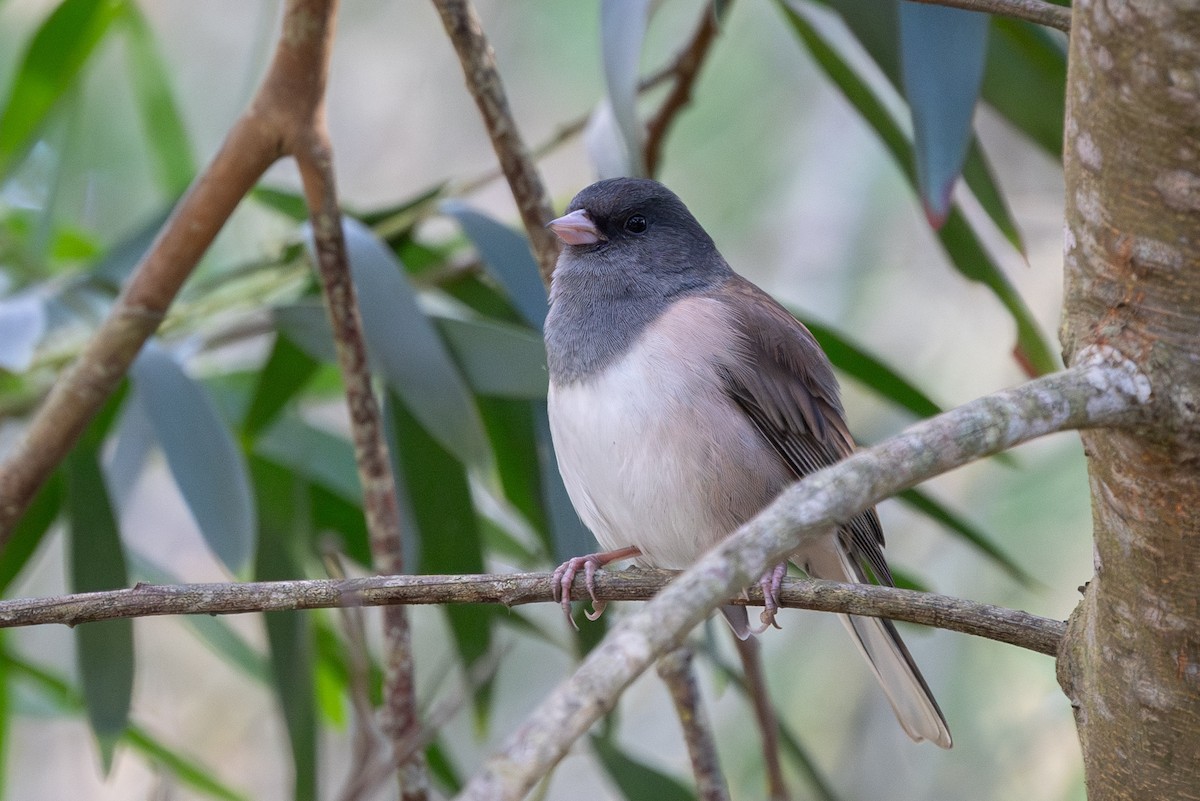 Dark-eyed Junco (Oregon) - ML610607002