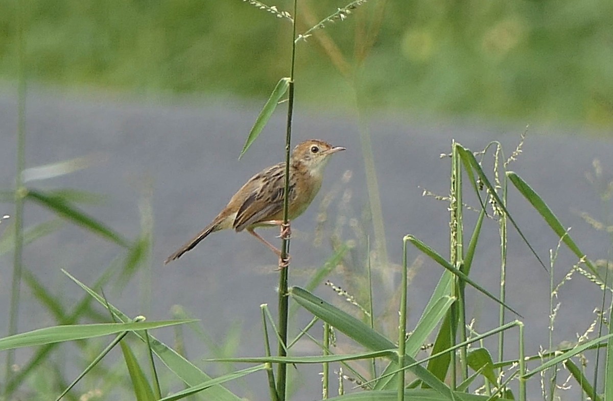 Golden-headed Cisticola - ML610607017