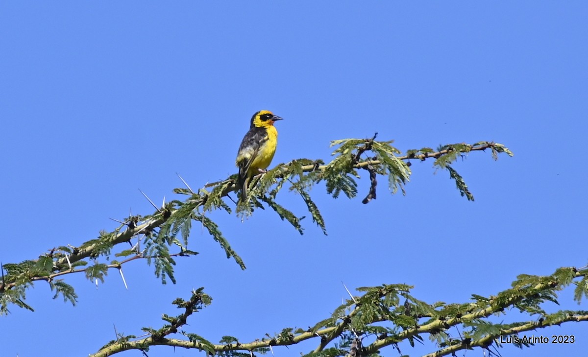 Baglafecht Weaver - ML610607041