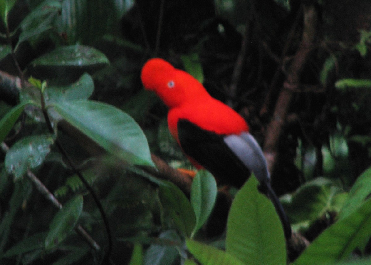 Andean Cock-of-the-rock - ML610607081