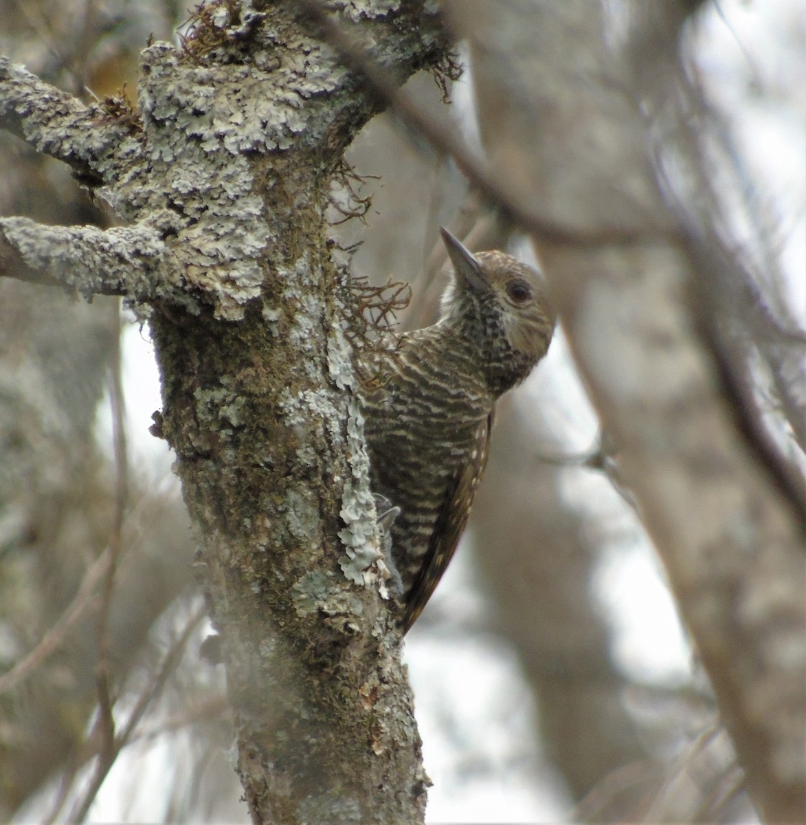 Dot-fronted Woodpecker - ML610607121