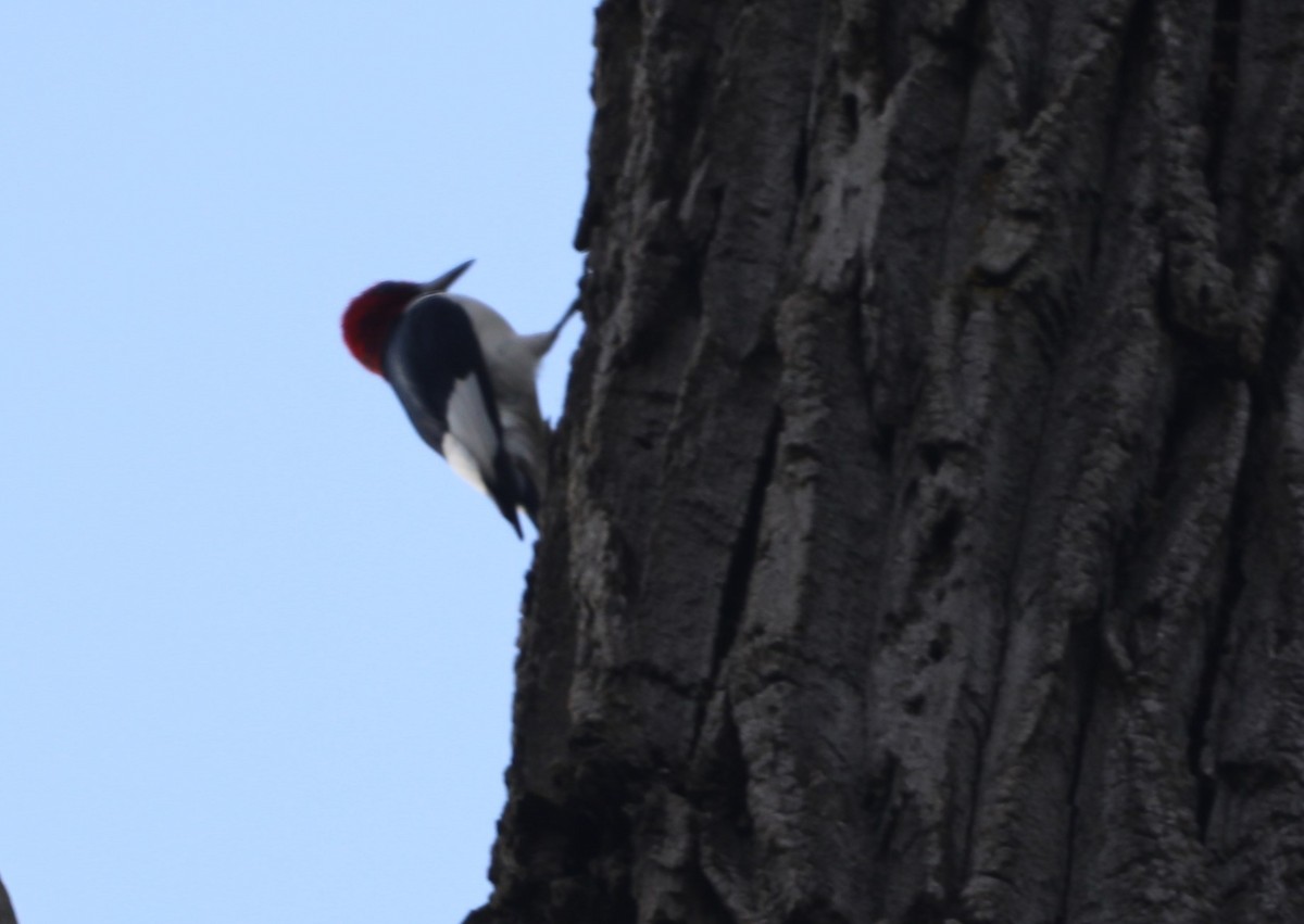 Red-headed Woodpecker - ML610607132