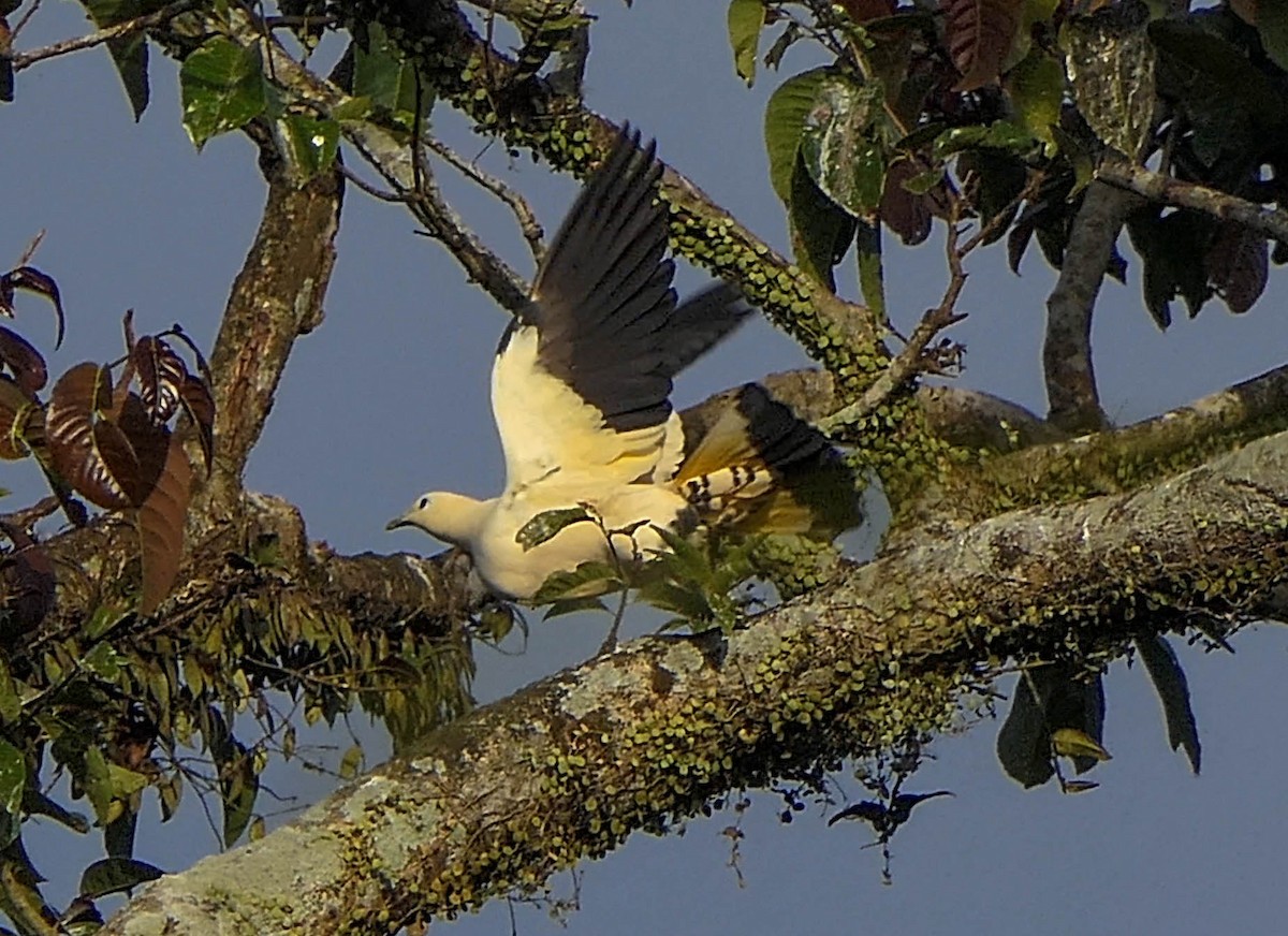 Yellowish Imperial-Pigeon - ML610607156