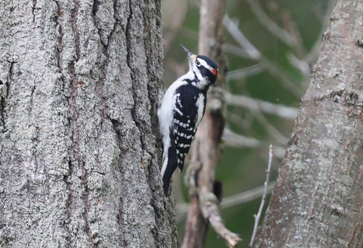 Hairy Woodpecker - ML610607171