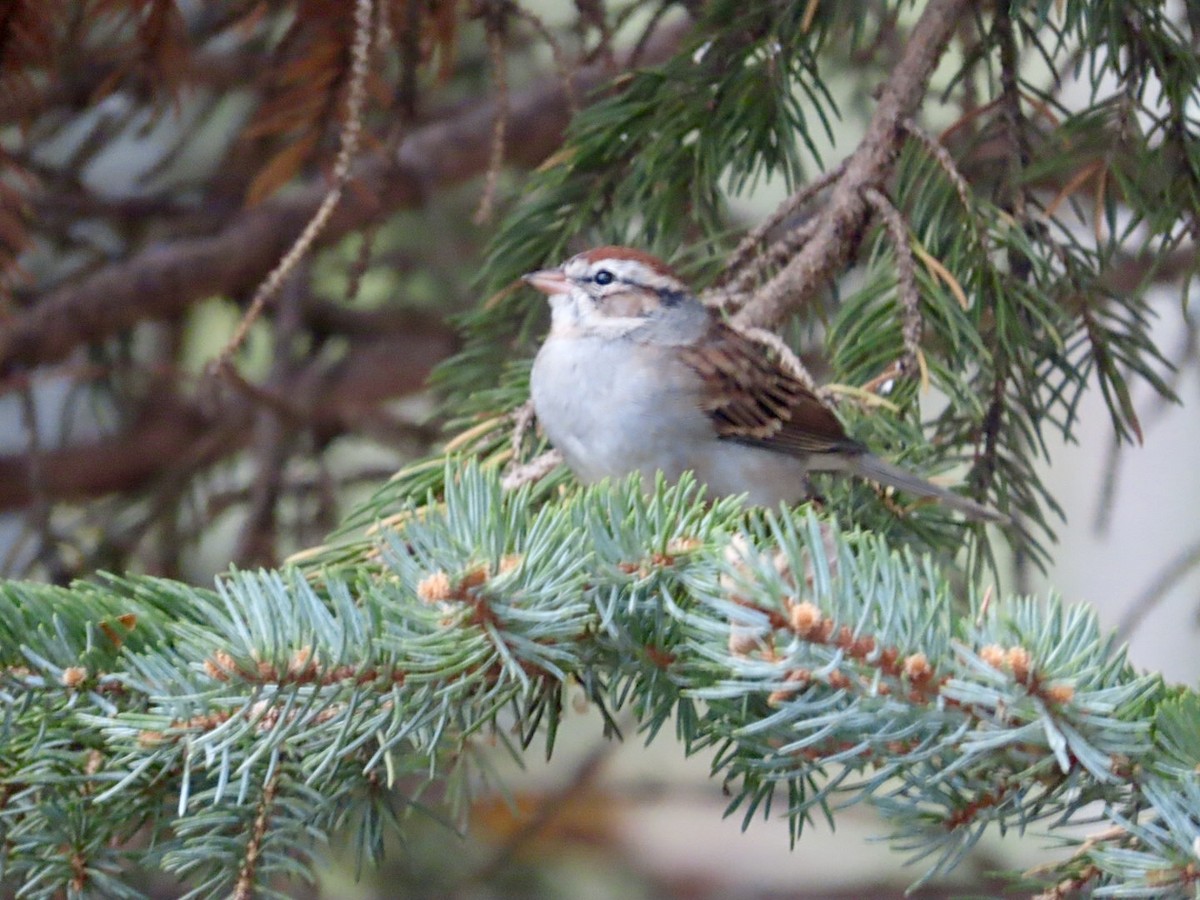 Chipping Sparrow - ML610607222