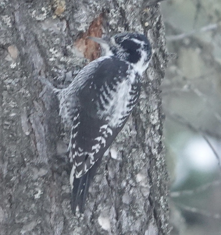 American Three-toed Woodpecker - ML610607277