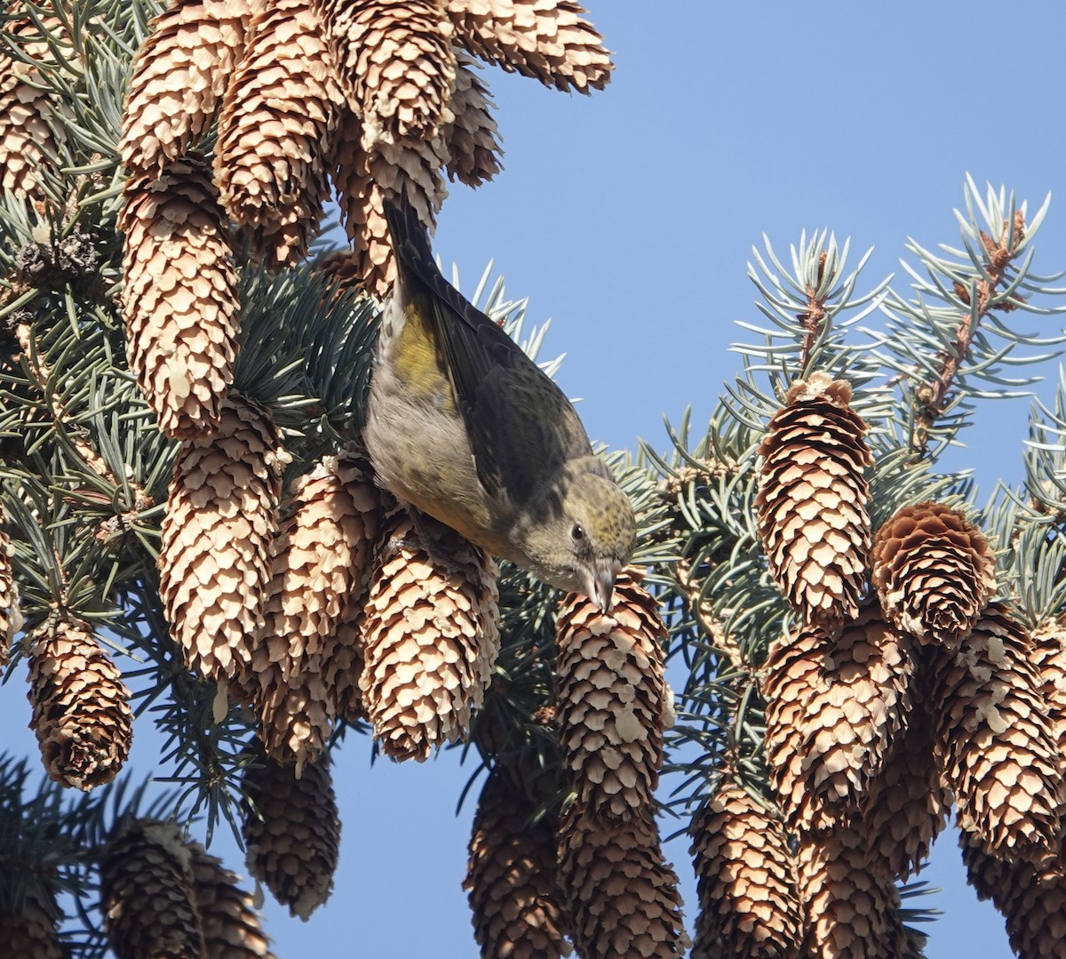 Red Crossbill - ML610607299