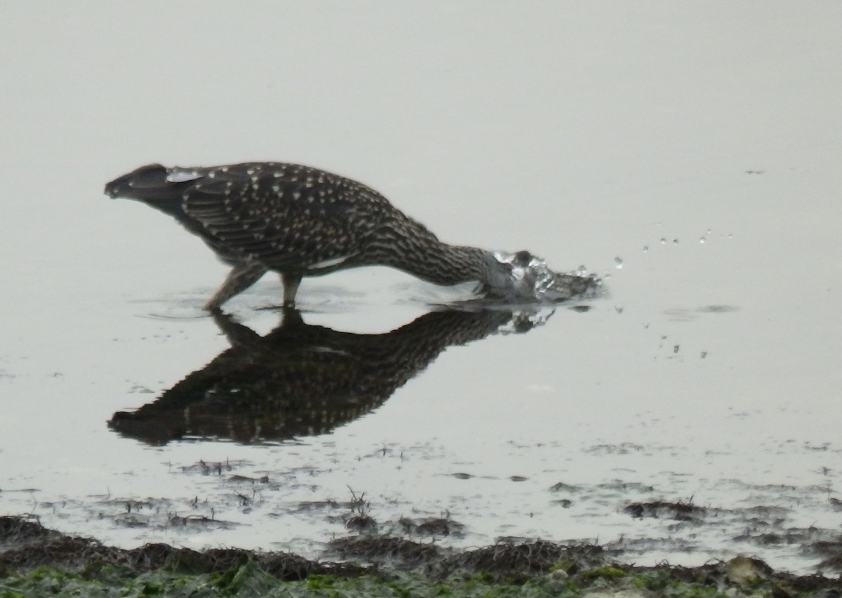 Yellow-crowned Night Heron - Sarah Randall