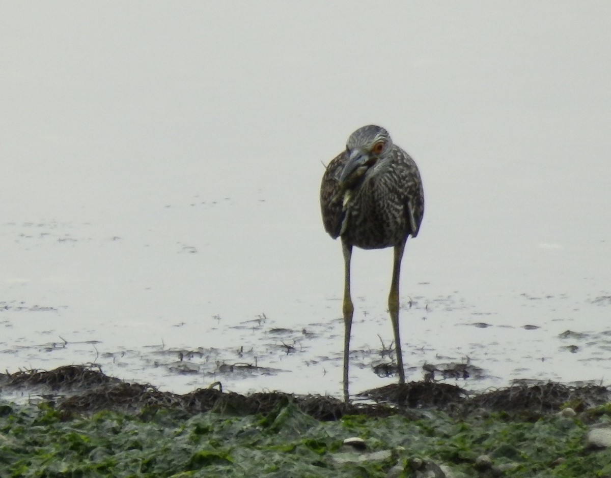 Yellow-crowned Night Heron - Sarah Randall