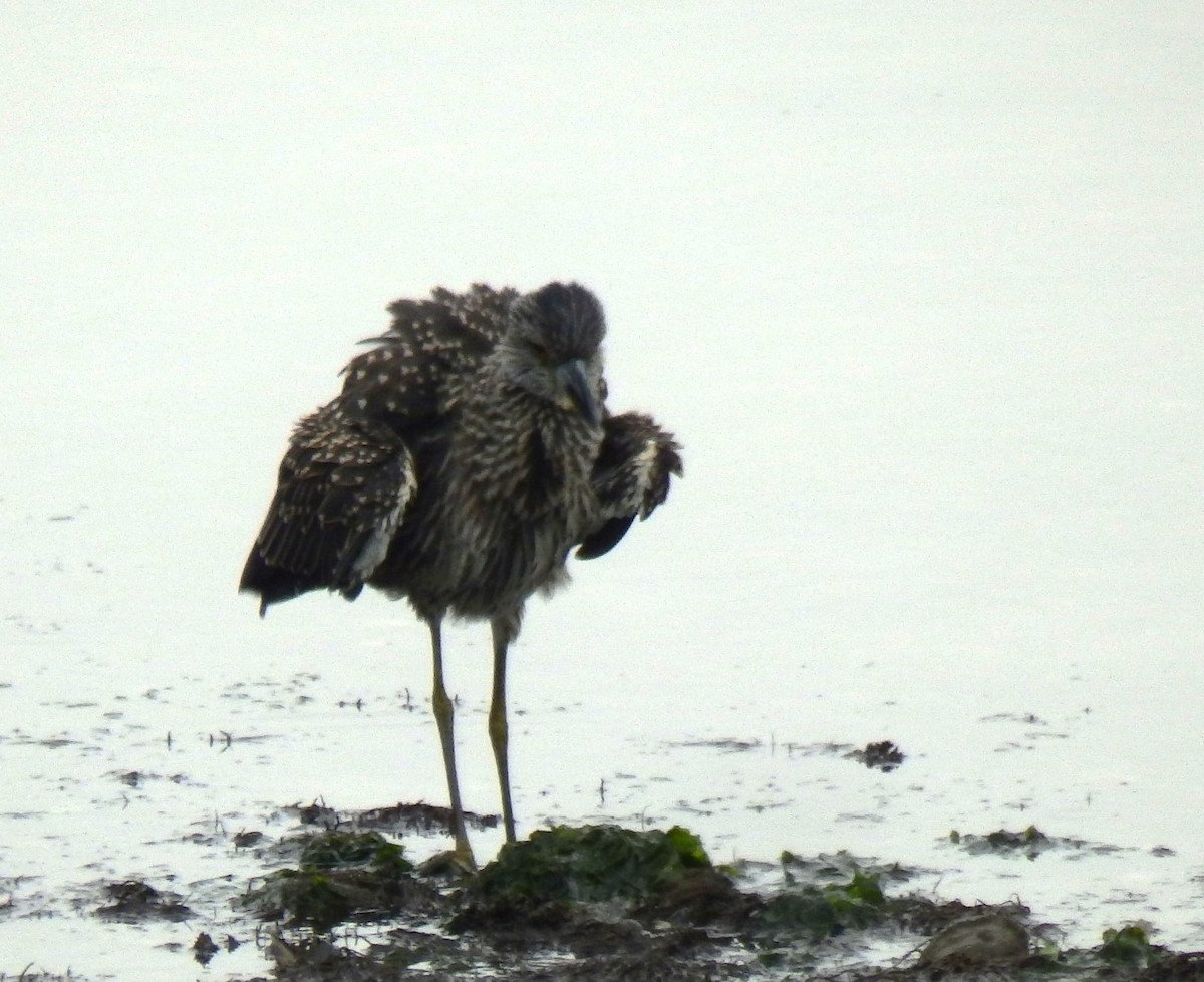 Yellow-crowned Night Heron - ML610607384