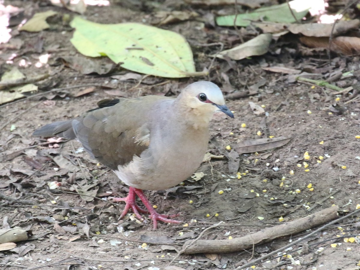 Gray-fronted Dove - ML610607468