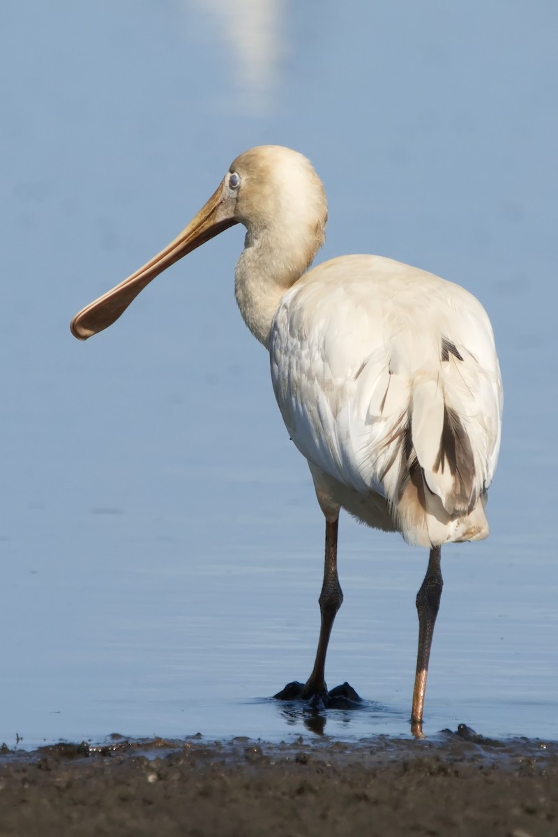 Yellow-billed Spoonbill - ML610607564