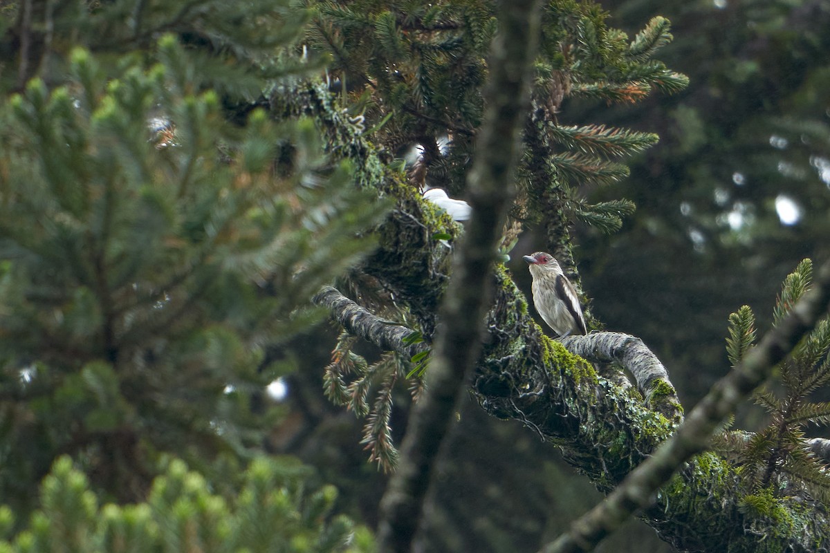 Black-tailed Tityra - Martjan Lammertink