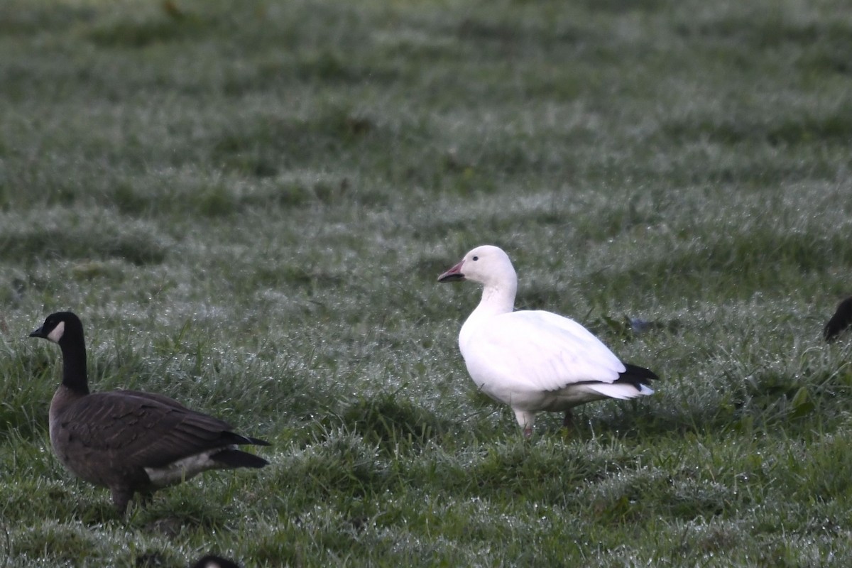 Snow Goose - ML610607674