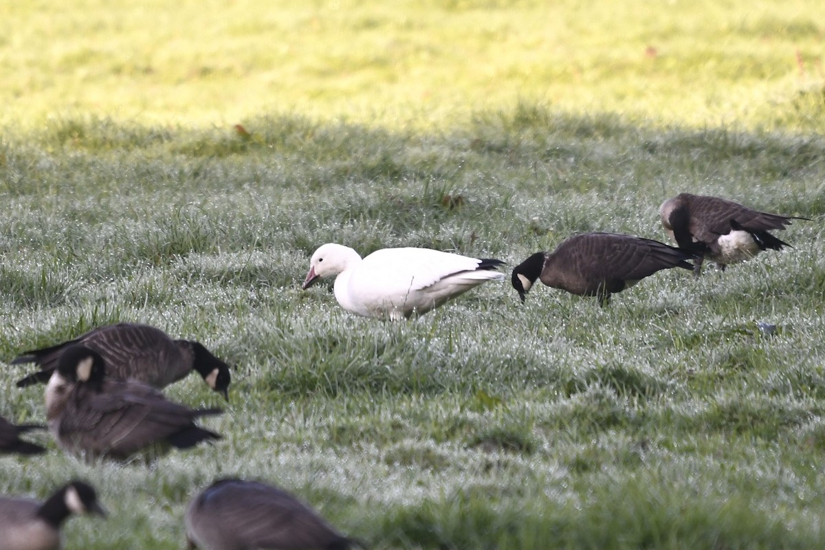 Snow Goose - ML610607675