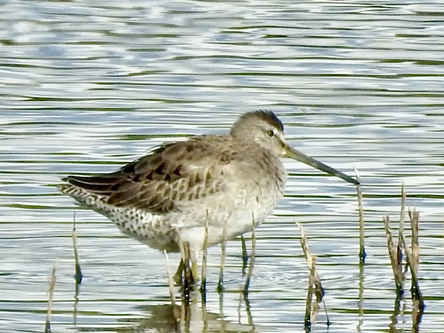 Long-billed Dowitcher - Michael Young