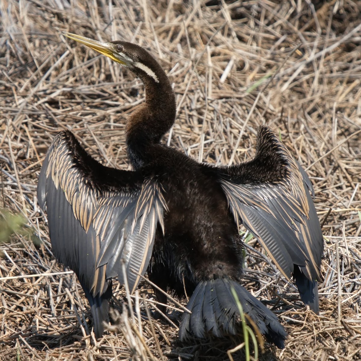 Austral-Schlangenhalsvogel - ML610607783