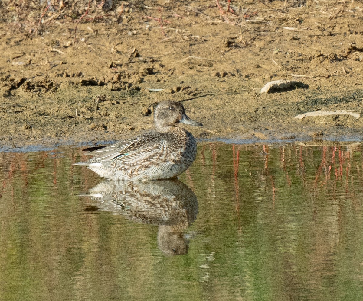 Green-winged Teal - ML610607833