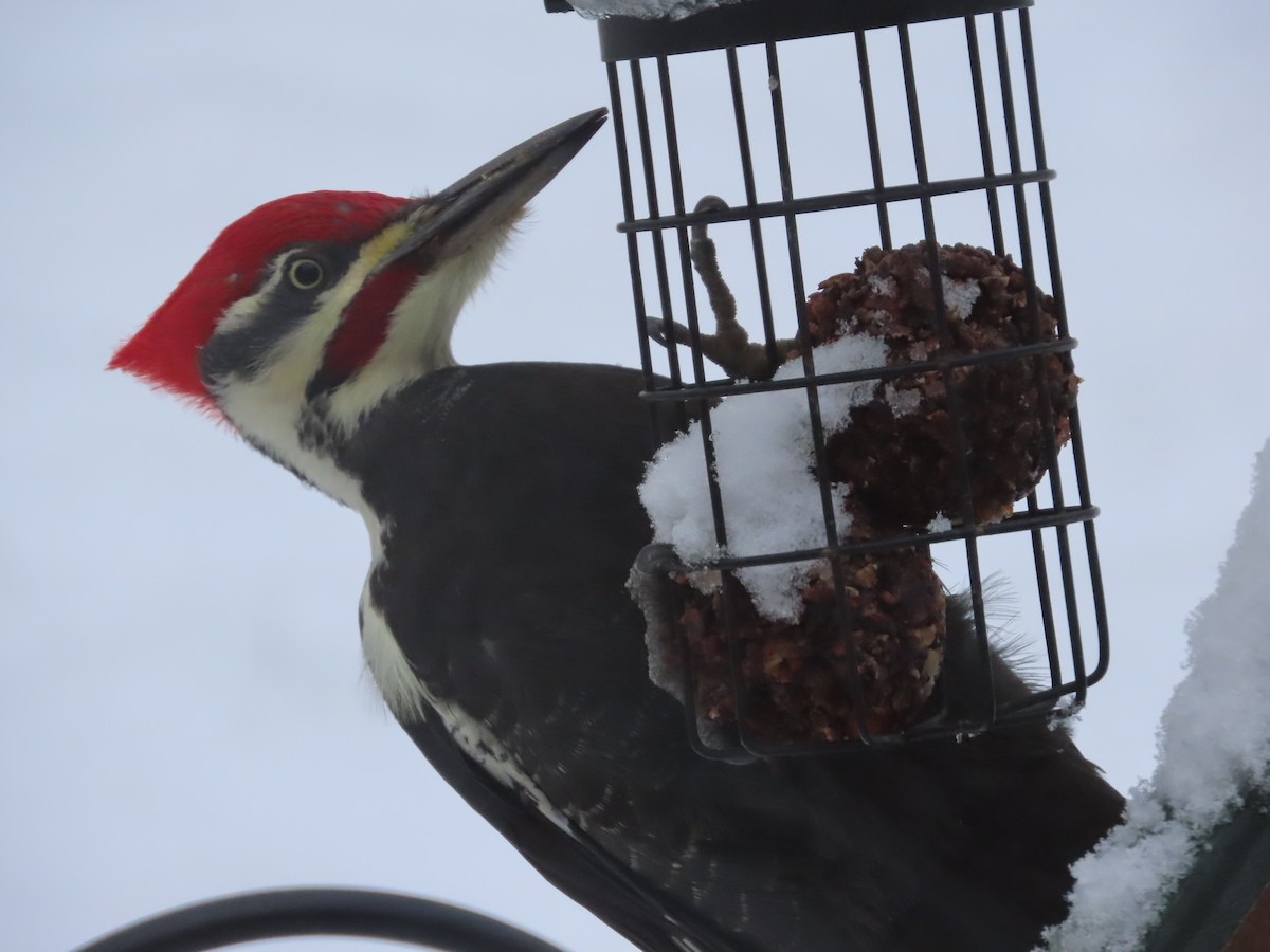 Pileated Woodpecker - ML610607856