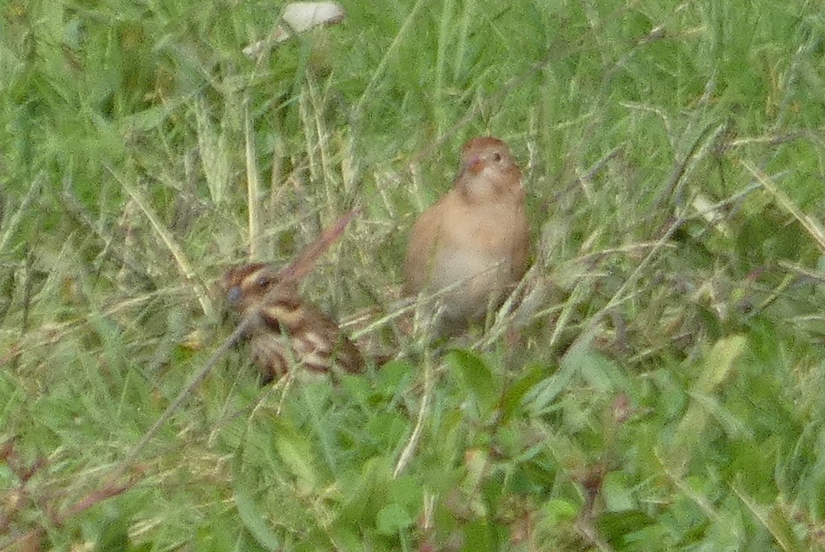 Song Sparrow - ML610607859