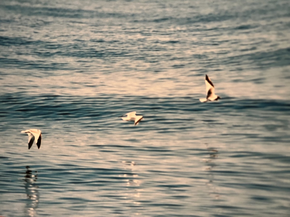 Sabine's Gull - ML610607868