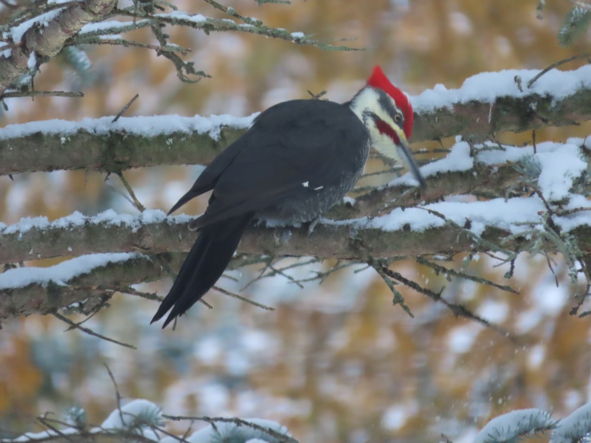 Pileated Woodpecker - ML610607894