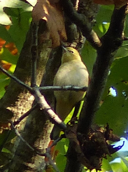 Bay-breasted Warbler - ML610607977