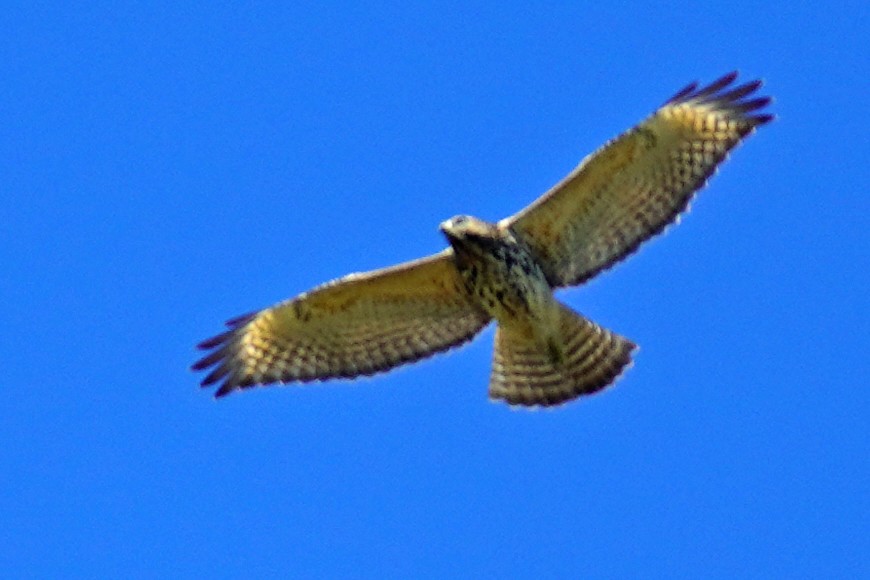 Red-shouldered Hawk - ML610608058