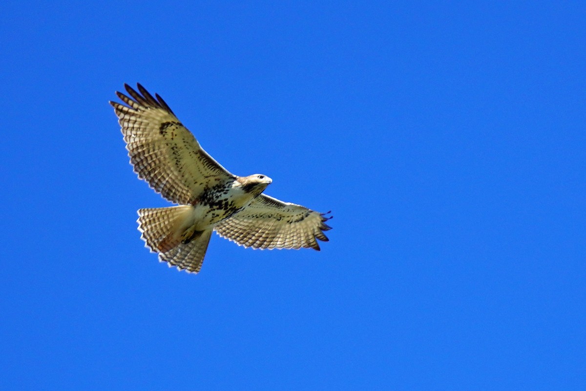 Red-tailed Hawk - ML610608068