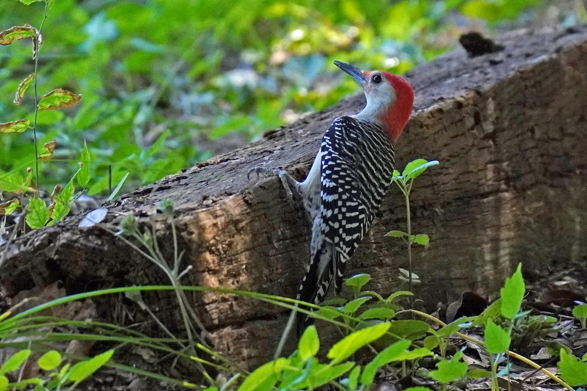 Red-bellied Woodpecker - ML610608075