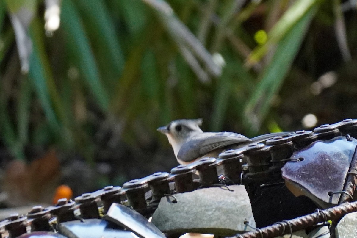 Tufted Titmouse - ML610608085