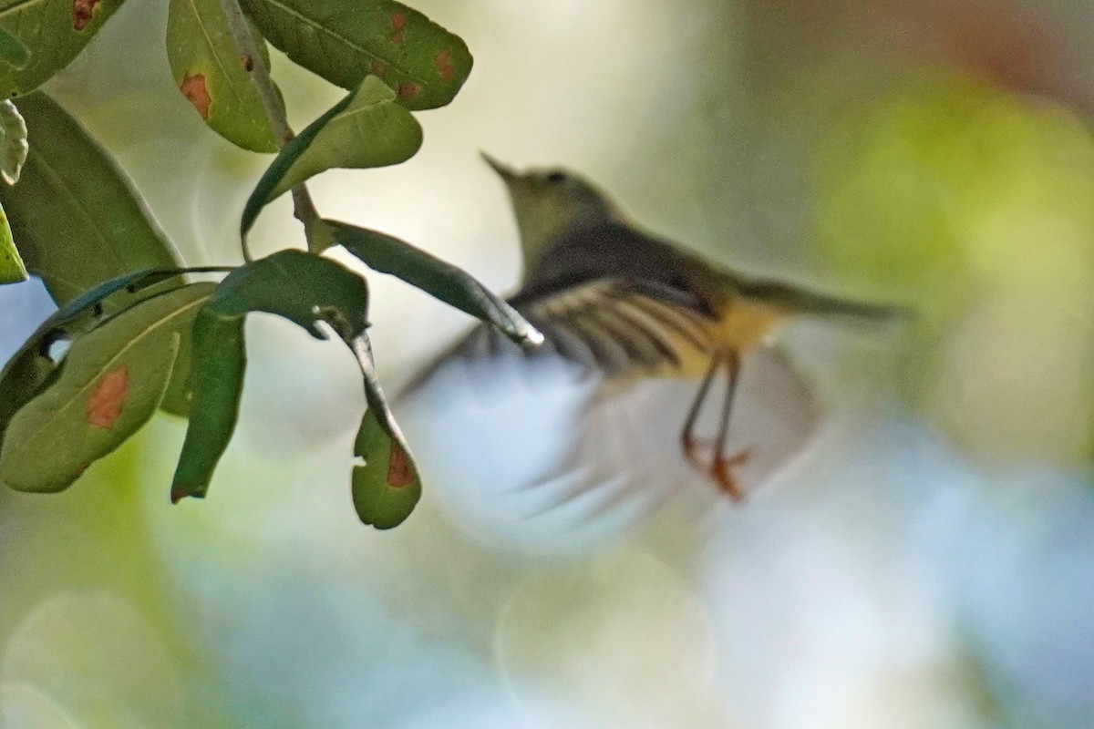 Ruby-crowned Kinglet - ML610608097