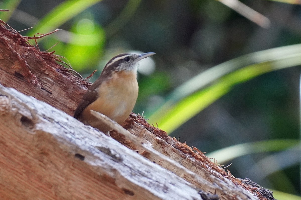 Carolina Wren - ML610608115