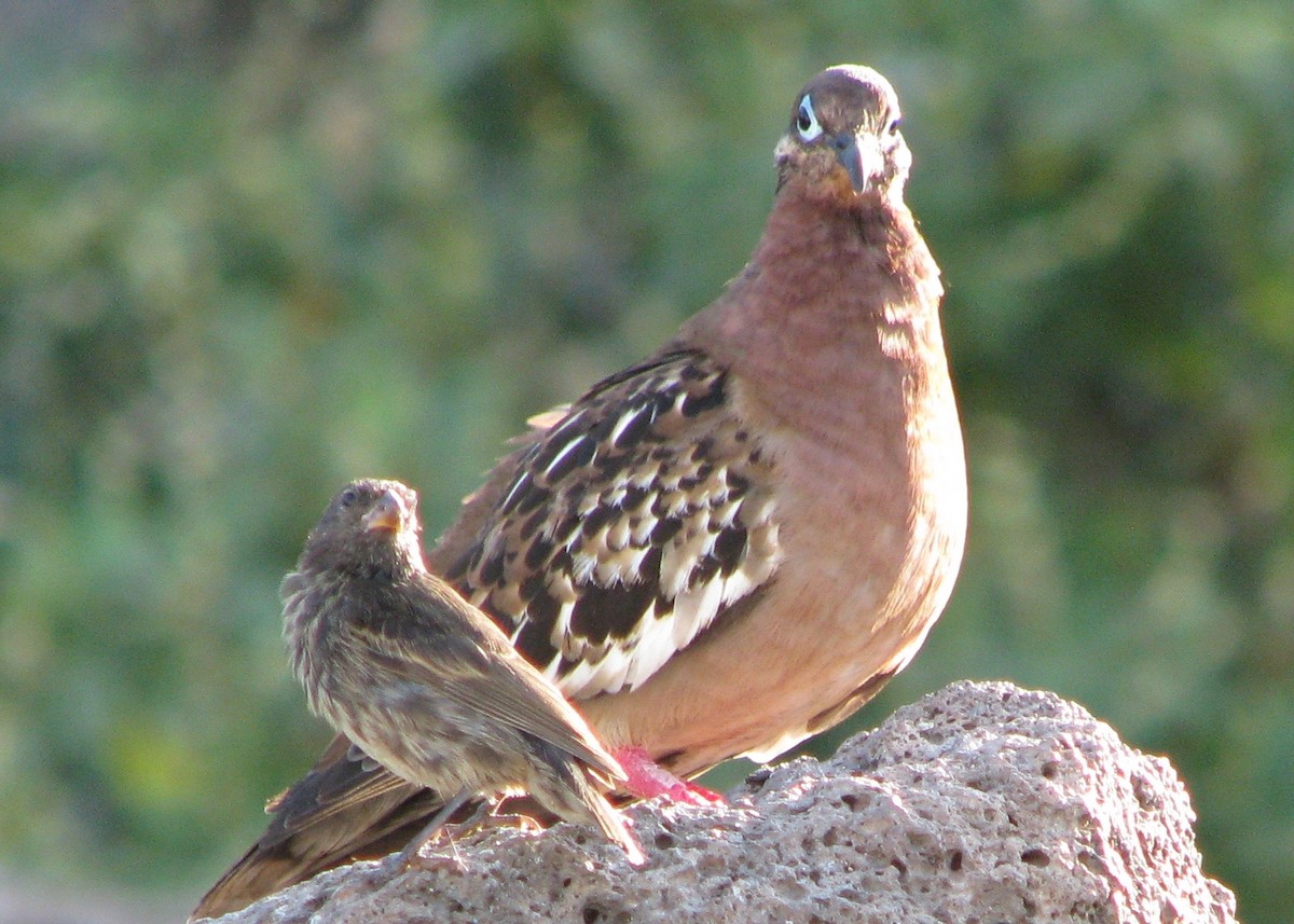 Galapagos Dove - Robert Martin