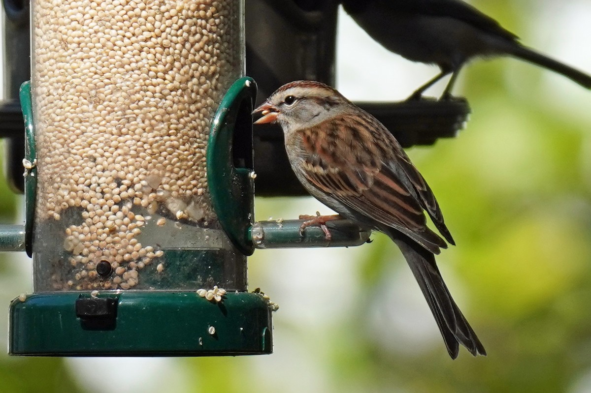 Chipping Sparrow - ML610608147