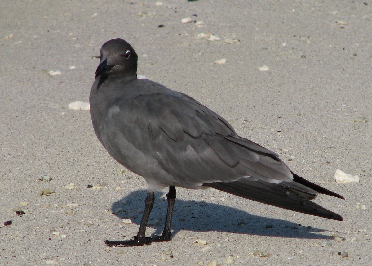 Lava Gull - Robert Martin